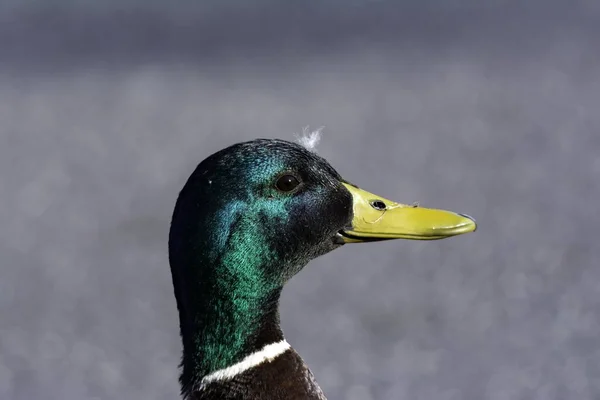 Closeup Portrait Mallard Slight Cleanliness Issues — Stock Photo, Image