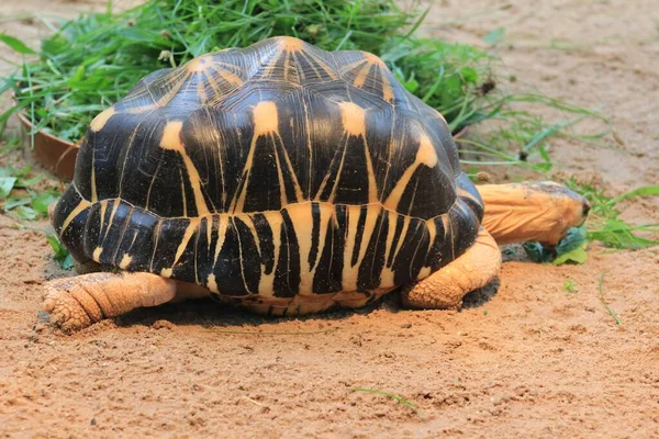 땅에서 나뭇잎을 방사능에 그을린 거북의 — 스톡 사진