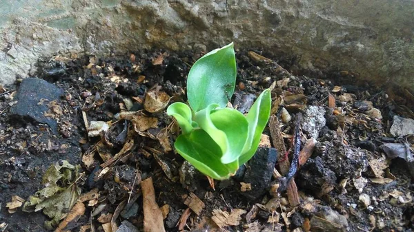 Primer Plano Una Planta Con Hojas Verdes Creciendo Una Maceta — Foto de Stock