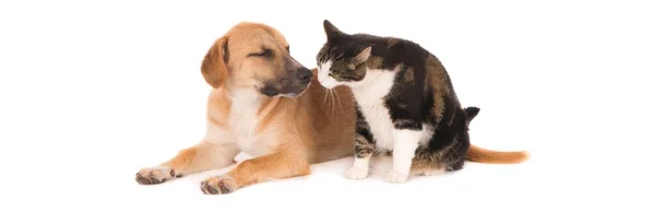 白い背景に隔離された一緒に横たわっている猫とノバスコシアダックトロールレトリバー犬のクローズアップショット — ストック写真