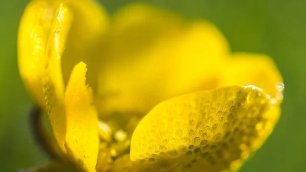 Tiro Close Foco Raso Uma Flor Buttercup Amarelo Frente Grama — Fotografia de Stock