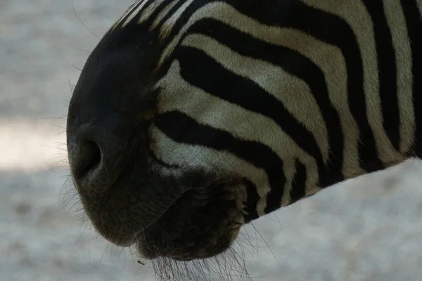 斑马鼻孔的选择性特写特写镜头 适合背景 — 图库照片