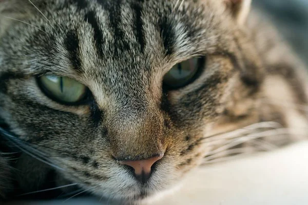 Młody Pasiasty Tabby Kot Portret Zbliżenie Górę Twarz Oczy — Zdjęcie stockowe