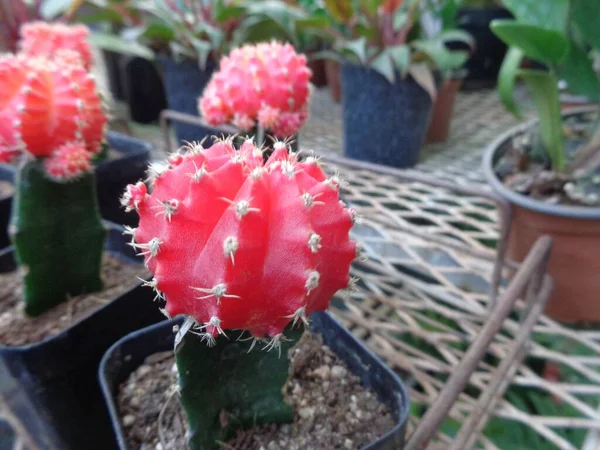 Selective Focus Shot Moon Cactus Garden — Stock Photo, Image