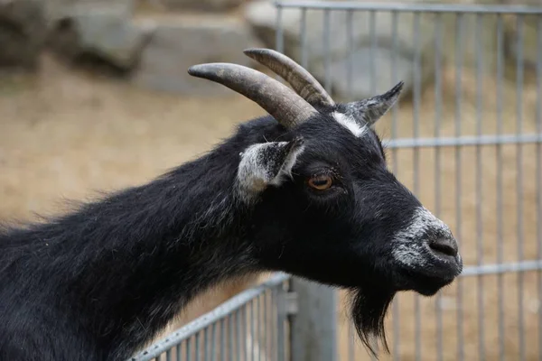 Mise Point Sélective Une Chèvre Noire Dans Les Terres Agricoles — Photo