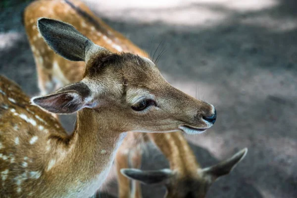 Eine Nahaufnahme Von Niedlichen Gefleckten Damhirschen Einer Natürlichen Umgebung — Stockfoto