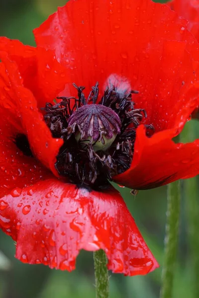 Detailní Záběr Divokého Červeného Tulipánu Kapkami Všude Okvětních Lístcích — Stock fotografie