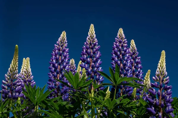 Vacker Natur Ett Fält Lila Engelska Lavendel Blommor Dagen — Stockfoto