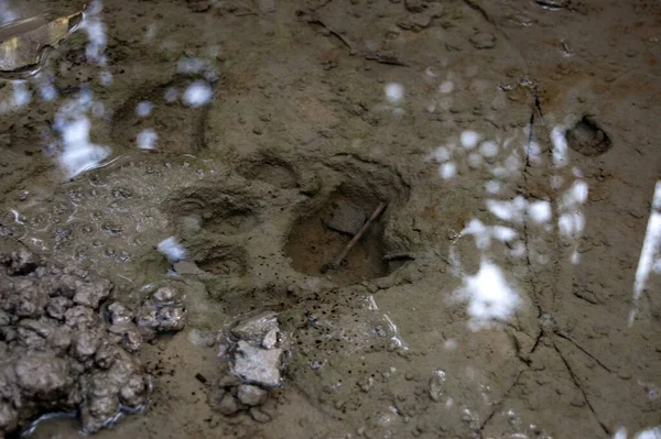 Closeup Shot Animal Footprint Mud — Stock Photo, Image
