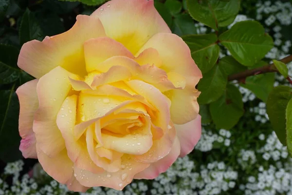 Una Messa Fuoco Selettiva Una Bella Rosa Floribunda Con Gocce — Foto Stock