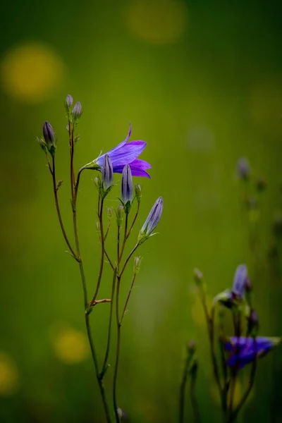 Egy Függőleges Lövés Campanula Rapunculus Egy Területen Napfény Alatt Homályos — Stock Fotó