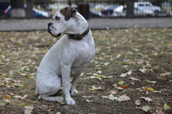 Een Selectieve Focus Shot Van Een Schattige Pup Een Wazige — Stockfoto