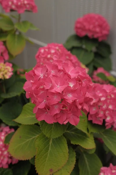 Dikey Bir Çekim Arka Planda Pembe Bir Hortensia Çalısı Gri — Stok fotoğraf