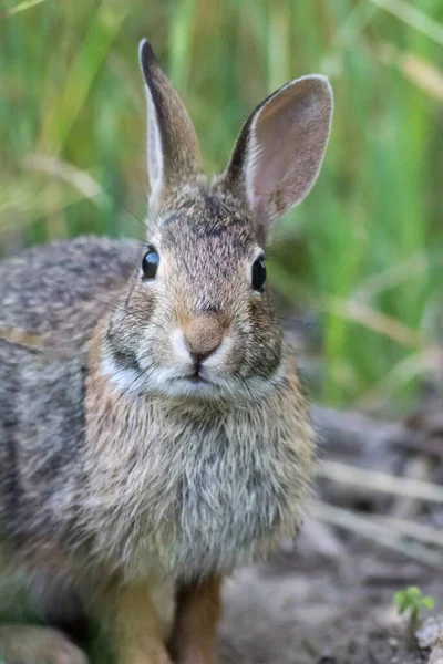 草の中の灰色のウサギの垂直浅い焦点ショット — ストック写真