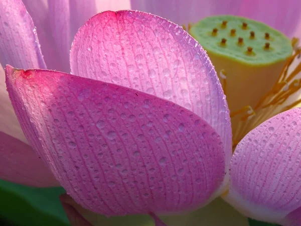 Eine Nahaufnahme Von Lotusblütenblättern Mit Winzigen Wassertropfen Und Einem Gelben — Stockfoto