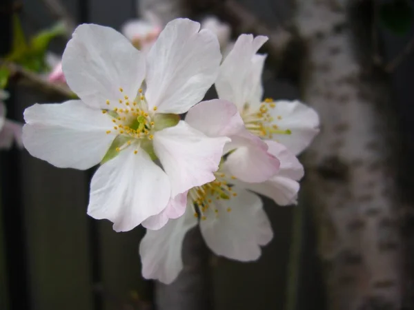 木の枝に咲く可愛い花のクローズアップ — ストック写真