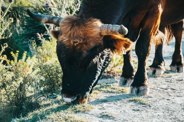 Primer Plano Toro Con Cuernos Pastando Hierba —  Fotos de Stock
