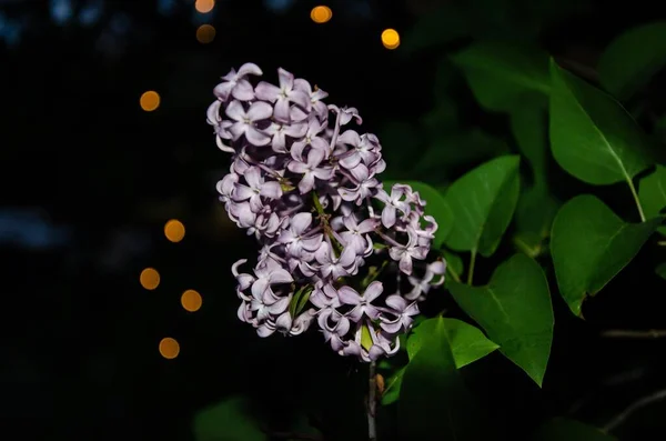 Bloeiende Mooie Paarse Lilac Bloemen Met Het Bokeh Licht Achtergrond — Stockfoto