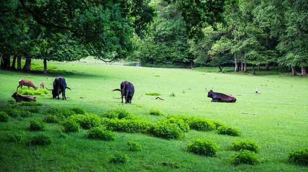 美しい緑の芝生の上で牛の放牧の群れ — ストック写真