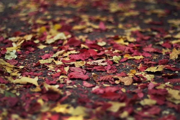 Een Close Shot Van Geel Rood Gevallen Bladeren Herfst — Stockfoto