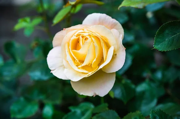 Крупним Планом Знімок Красивої Жовтої Квітки Троянди Розквітає Саду — стокове фото