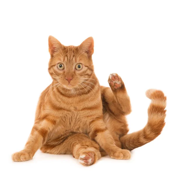 Sebuah Gambar Close Dari Kucing Jahe Duduk Melambaikan Tangan Selamat — Stok Foto