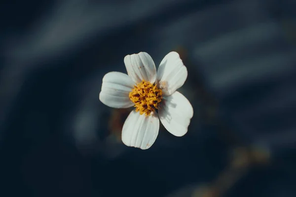 Tiro Seletivo Foco Uma Flor Branca Florescendo Fundo Azul — Fotografia de Stock