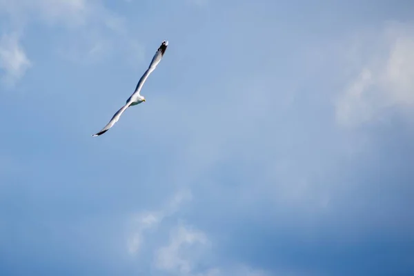Tiro Ángulo Bajo Una Gaviota Volando Hermoso Cielo Azul Capturado —  Fotos de Stock