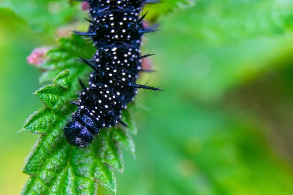 Een Macro Shot Van Een Pauw Vlinder Rups Een Brandnetel — Stockfoto