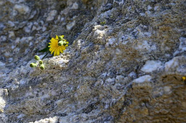 Blossomed Beautiful Yellow Flower Rocks — Stock Photo, Image