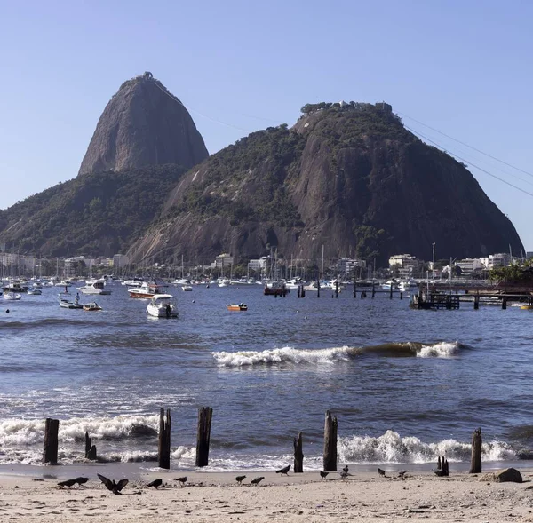 Galambok Botafogo Strandon Hullámokkal Sétahajókkal Guanabarai Öbölben Sugarloaf Hegy Mellett — Stock Fotó