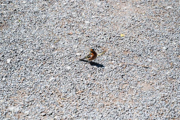 Mały Piękny Ptak Finch Żwirowym Tle Kamienia — Zdjęcie stockowe