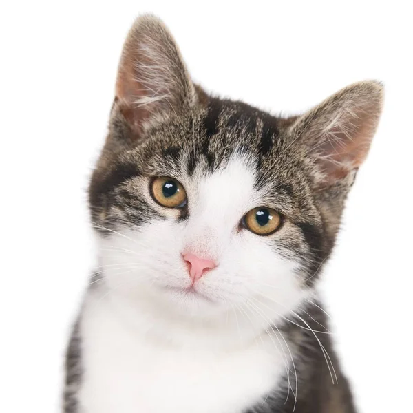 Primer Plano Aislado Gato Doméstico Gris Pelo Corto Frente Fondo —  Fotos de Stock