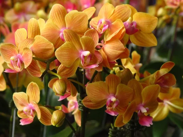 Crowded Group Orange Orchids Pink Pollen Centers Stripes Full Bloom — Stock Photo, Image