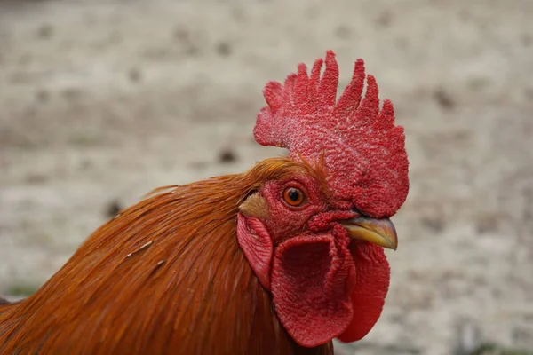 赤大きな櫛とワトルと茶色の鶏の選択的なフォーカスショット — ストック写真