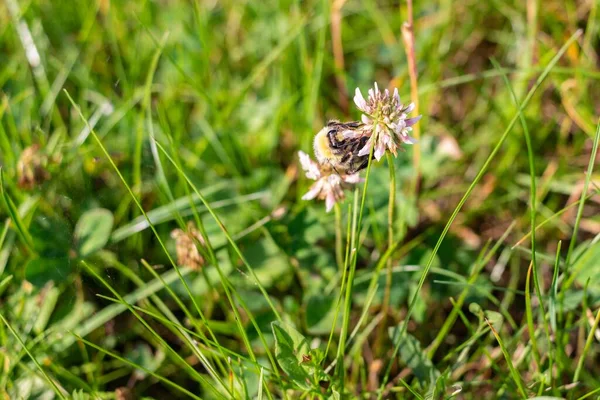 Макро Снимок Шмеля Собирающего Пыльцу Цветок Клевера Траве — стоковое фото