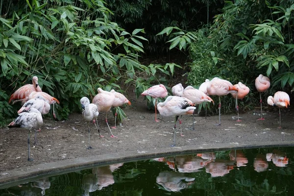 Algunos Flamencos Parados Orilla Del Río Algunos Arbustos Tropicales Alrededor — Foto de Stock