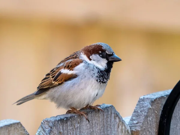 一只褐色雀鸟栖息在木制栅栏上的特写镜头 — 图库照片