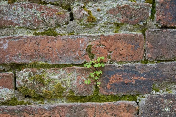 Zbliżenie Zielonych Roślin Mchu Rosnących Przez Pęknięcia Ścianie — Zdjęcie stockowe