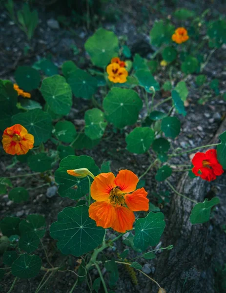Függőleges Magas Szögű Lövés Piros Narancssárga Virágok Zöld Levelek Nőnek — Stock Fotó
