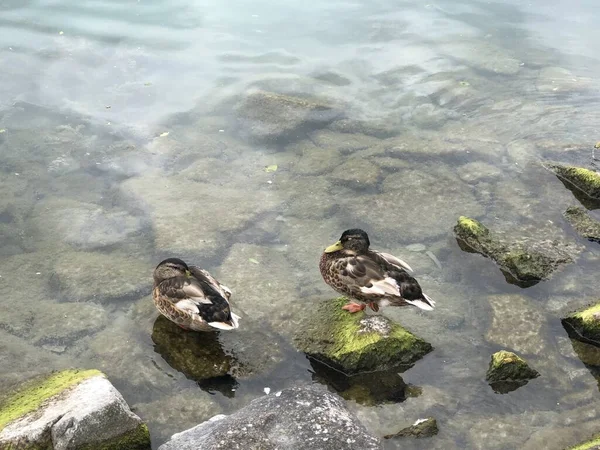 湖边两只母野鸭 — 图库照片