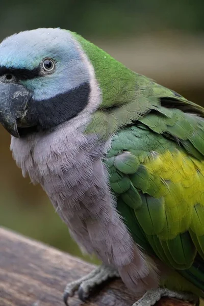 Pionowe Ujęcie Papugi Obrączkowanej Siedzącej Kłębie — Zdjęcie stockowe