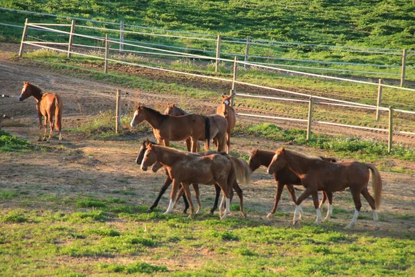 Cenário Ensolarado Cavalos Marrons Uma Área Verde Terras Agrícolas — Fotografia de Stock