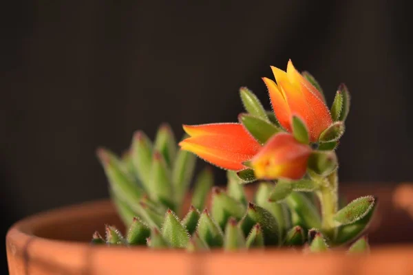 Blooming Echeveria Secunda Plant Orange Flowers Pot — Stock Photo, Image