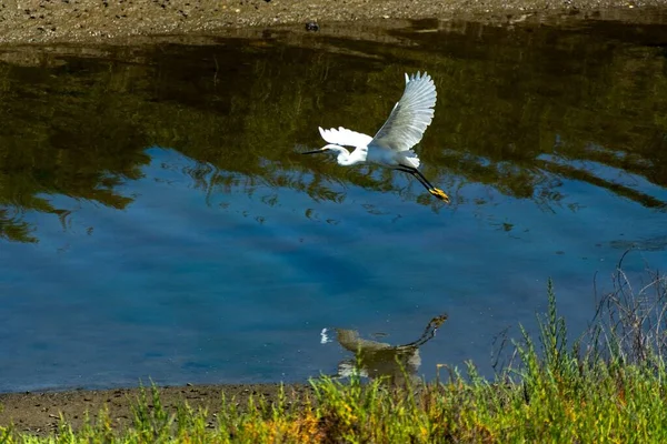 Egret Nevoso Vola Sopra Acqua Presso Bolsa Chica Ecological Reserve — Foto Stock