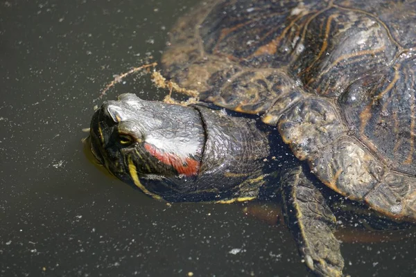 Closeup Shot Turtle Pond — Stock Photo, Image