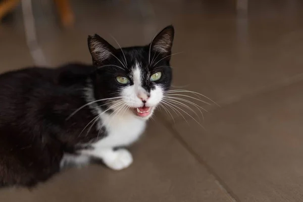 Primer Plano Lindo Gato Blanco Negro Suelo Marrón Azulejo — Foto de Stock