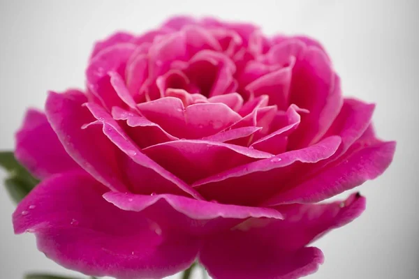 Zbliżenie Ujęcie Pięknej Różowej Róży Kroplami Wody Odizolowanymi Białym Tle — Zdjęcie stockowe