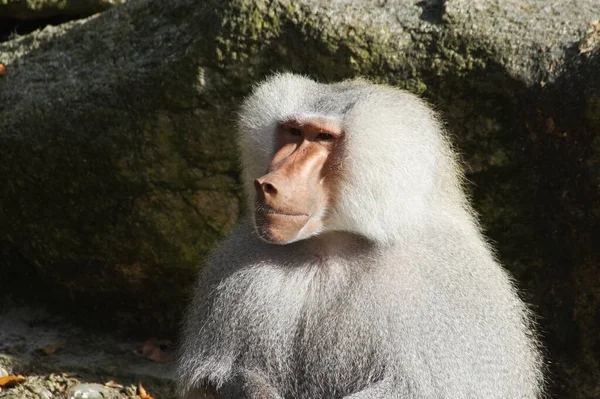 Ritratto Babbuino Con Pelliccia Grigia Seduto Sotto Sole — Foto Stock