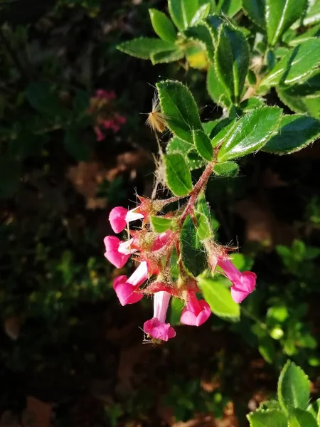 庭に咲く美しいEscalonia Rubra Macranthaの花の垂直閉鎖ショット — ストック写真